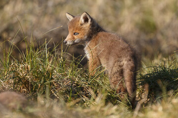 Red fox cub in nature at springtime on a sunny day.