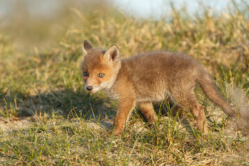 Red fox cub in nature at springtime on a sunny day.