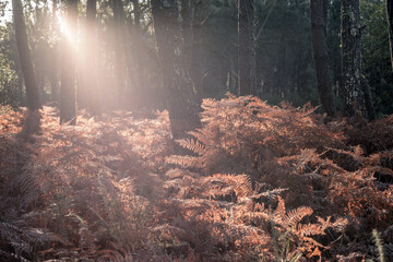 beautiful sunlight through the forest in autumn
