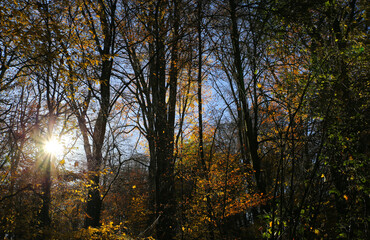 Panoramic view into german beech tree wood in autumn colors with backlight from bright evening sun, lens flare effect, Germany - Suchtelner Hohen