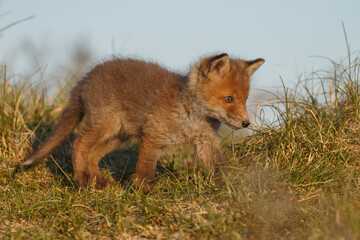 Red fox cub in nature at springtime on a sunny day.