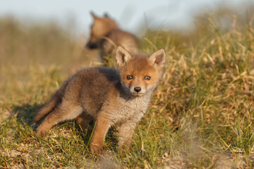 Red fox cub in nature at springtime on a sunny day.