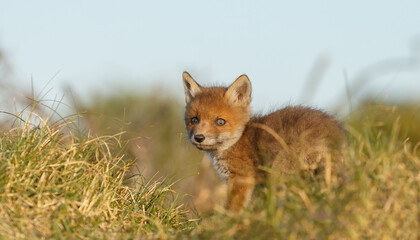 Red fox cub in nature at springtime on a sunny day.