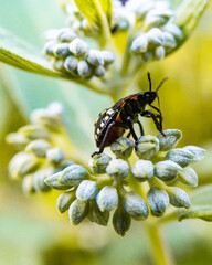 käfer auf blüte