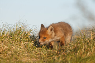 Red fox cub in nature at springtime on a sunny day.