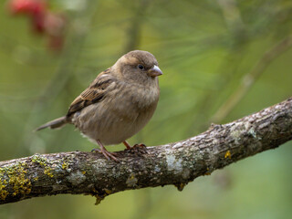 Haussperling im Garten