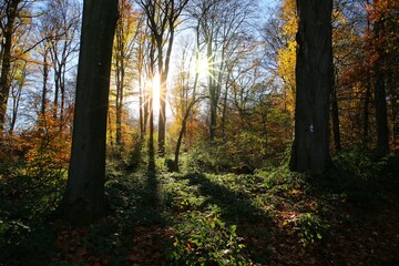 Panoramic view into german beech tree wood in autumn colors with backlight from bright evening sun, lens flare effect, Germany - Suchtelner Hohen