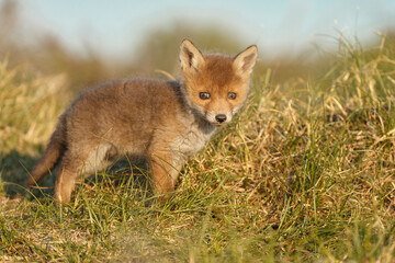 Red fox cub in nature at springtime on a sunny day.