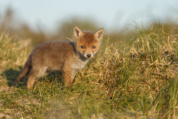 Red fox cub in nature at springtime on a sunny day.