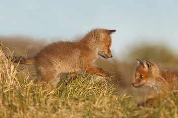 Red fox cub in nature at springtime on a sunny day.