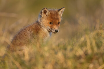 Red fox cub in springtime in nature.