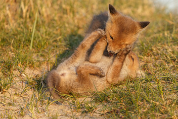 Red fox cub in springtime in nature.