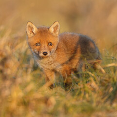 Red fox cub in springtime in nature.