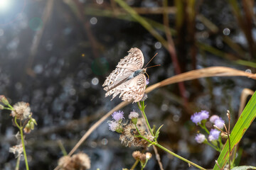 Brown butterflies on the branches in the garden.