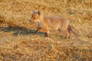 Red fox cub in springtime in nature.