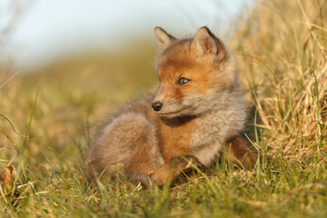 Red fox cub in springtime in nature.