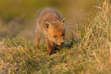 Red fox cub in springtime in nature.