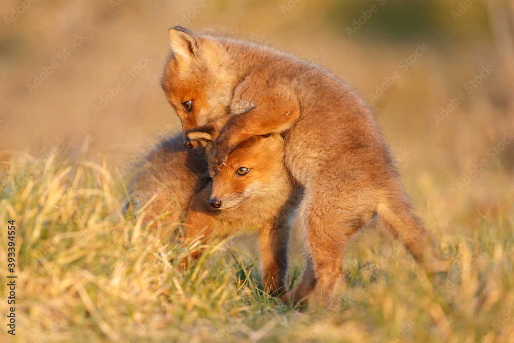 Canvas Prints red fox cub in springtime in nature.
