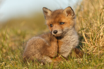 Red fox cub in springtime in nature.