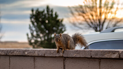 Squirrel at Sunrise