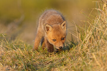 Red fox cub in springtime in nature.
