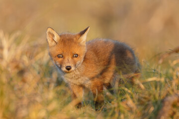 Obraz na płótnie Canvas Red fox cub in springtime in nature.