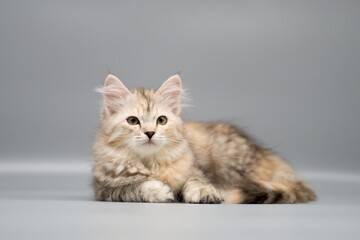 Fototapeta na wymiar Siberian cat on gray backgrounds