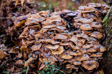 group of honey muschroom in the forest
