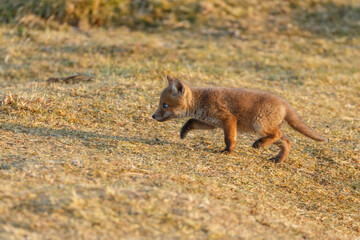 Red fox cub in springtime in nature.