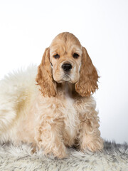 American cocker spaniel puppy dog in a studio. 10 weeks old puppy portrait isolated on white.