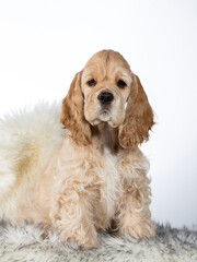 American cocker spaniel puppy dog in a studio. 10 weeks old puppy portrait isolated on white.