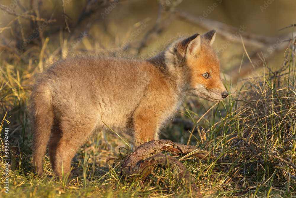 Wall mural red fox cub in springtime in nature.
