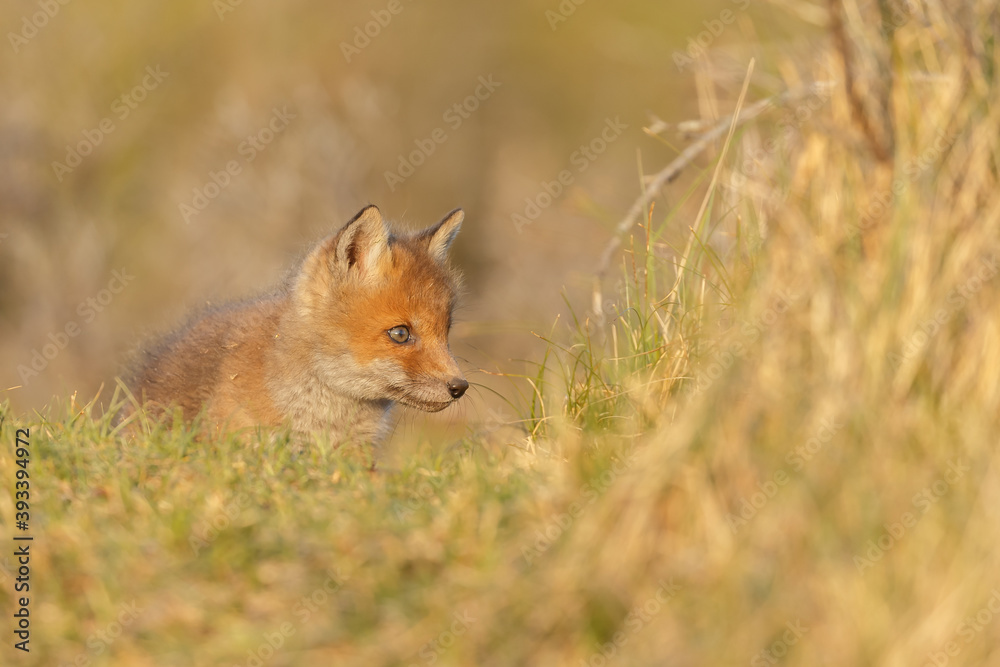 Canvas Prints red fox cub in springtime in nature.
