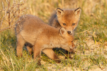 Red fox cub in springtime in nature.