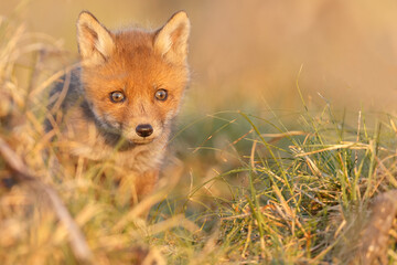 Red fox cub in springtime in nature.