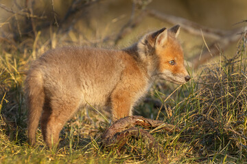Red fox cub in springtime in nature.