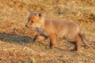 Red fox cub in springtime in nature.