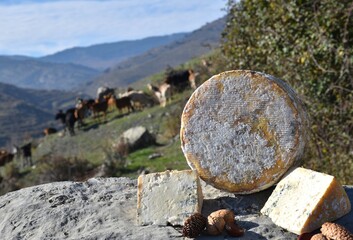 Whole goat and cow milk cheese with pieces on the sides and nuts in a mountain landscape with goats blurred in the background.