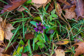Flower of milk thistle plant - Silybum marianum in the meadow. Photo taken from above - flat lay.