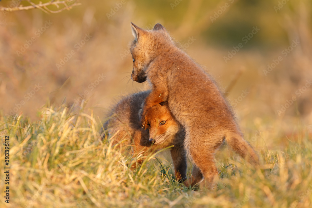 Canvas Prints red fox cub in springtime in nature.