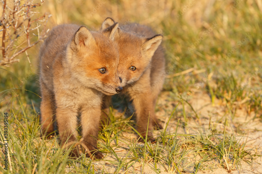 Canvas Prints red fox cub in springtime in nature.