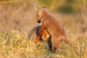Red fox cub in springtime in nature.