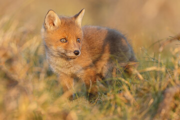 Red fox cub in springtime in nature.