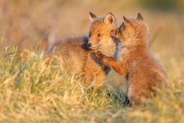 Red fox cub in springtime in nature.