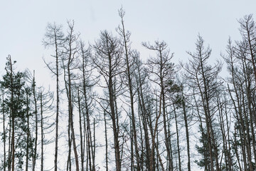 Dry trees in the meadow. In the background is a blue sky.
