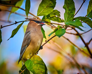 Cedar Waxwing (Bombycilla cedrorum) feeding on a berry bush.