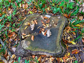 The stump of a cut tree in the autumn forest, dried and fallen yellow leaves; a metaphor for the past life of a plant in nature.