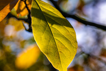 Yellow green autumn leaf (Rhododendron).
