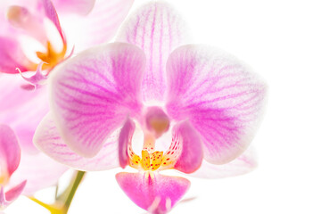 Close up of a pink orchid flower, isolated on white background.