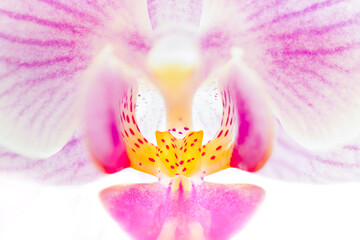 Fototapeta na wymiar Close up of a pink orchid flower, isolated on white background.